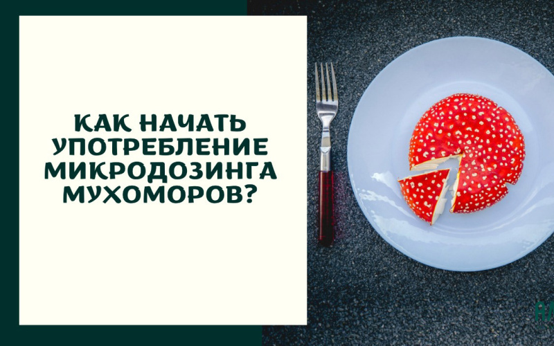 Микродозинг Мухоморов Цена Спб